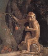 Monkey George Stubbs